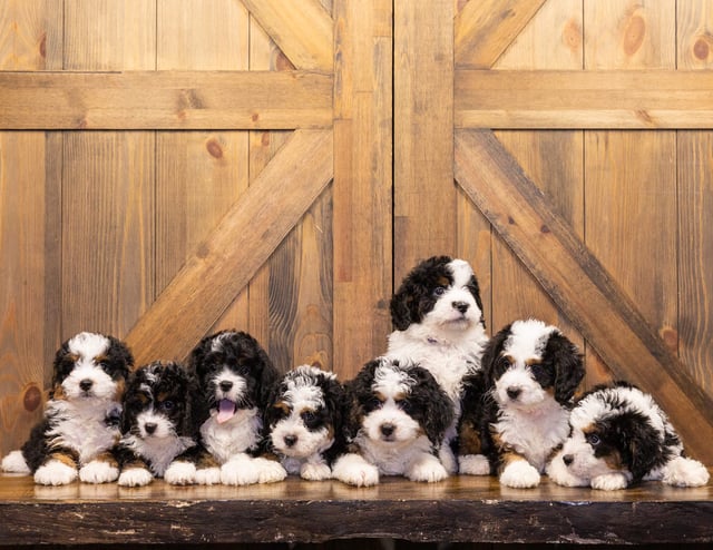 A litter of Mini Bernedoodles raised in Iowa by Poodles 2 Doodles