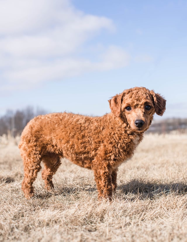 A litter of Mini Goldendoodles raised in Iowa by Poodles 2 Doodles