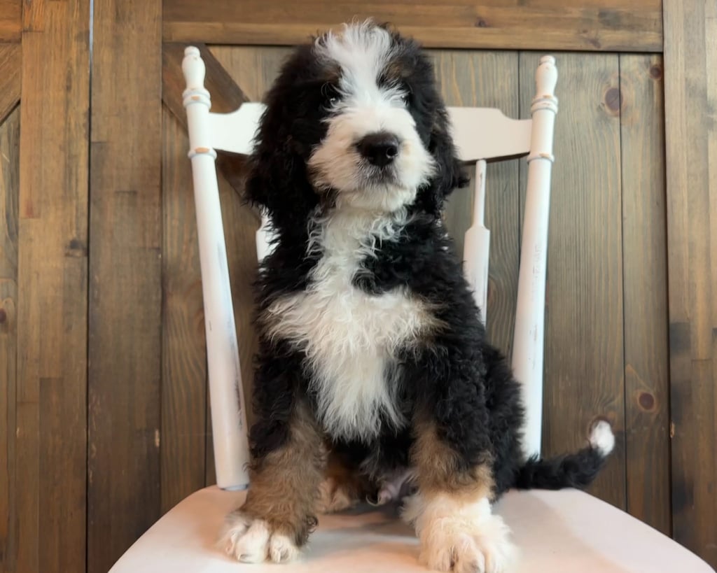 A picture of a Jacob, one of our Standard Bernedoodles puppies that went to their home in New York