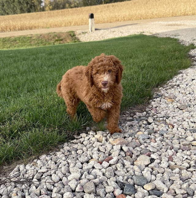 Victory is an F1B Goldendoodle that should have  and is currently living in Pennsylvania