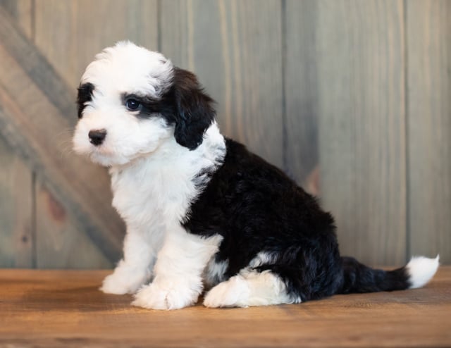 Velma is an F1 Sheepadoodle that should have  and is currently living in Colorado