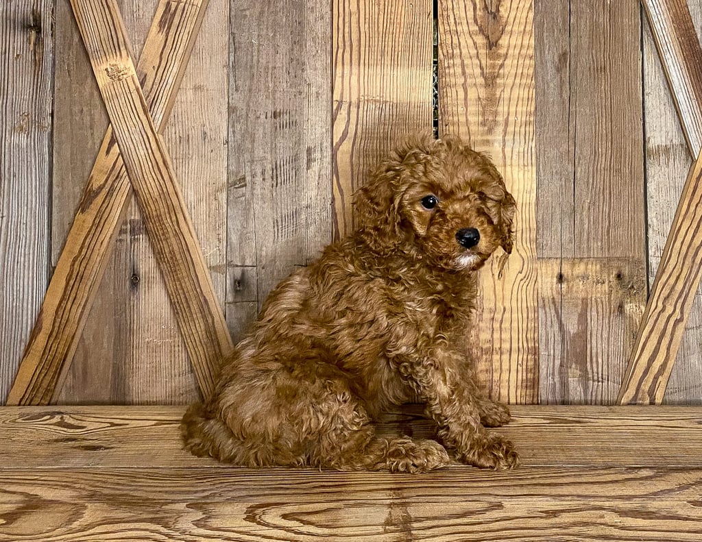 A picture of a Klaus, one of our Petite Goldendoodles puppies that went to their home in New York