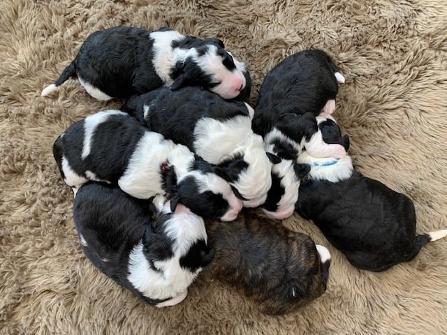 This litter of Sheepadoodles are of the F1 generation.
