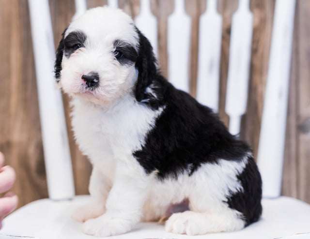 A picture of a Envy, one of our Standard Sheepadoodles puppies that went to their home in Iowa