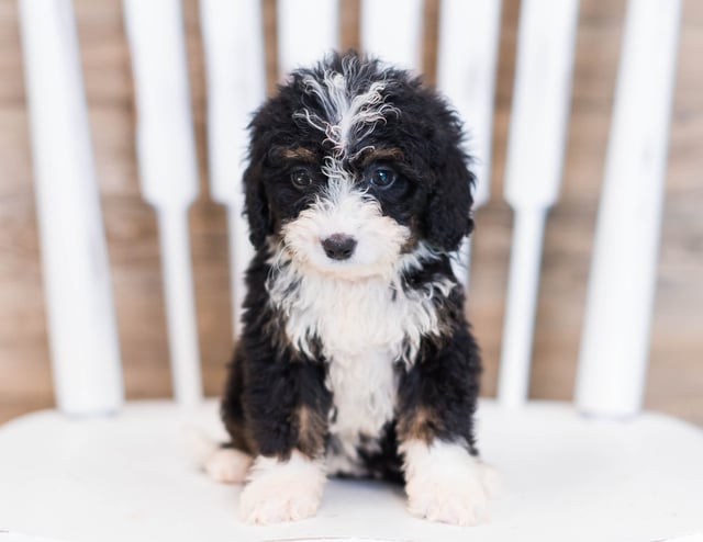 A picture of a Wanny, one of our Mini Bernedoodles puppies that went to their home in Illinois