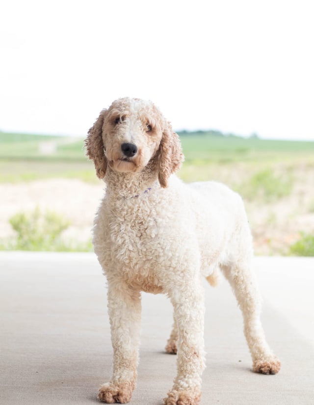 A picture of one of our Poodle mother's, Candice.