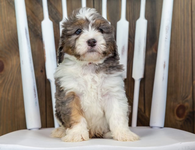 Vodka came from Tyrell and Grimm's litter of F1 Bernedoodles