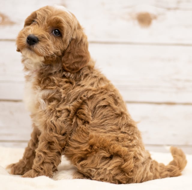 Ketty came from Tatum and Teddy's litter of F2B Goldendoodles