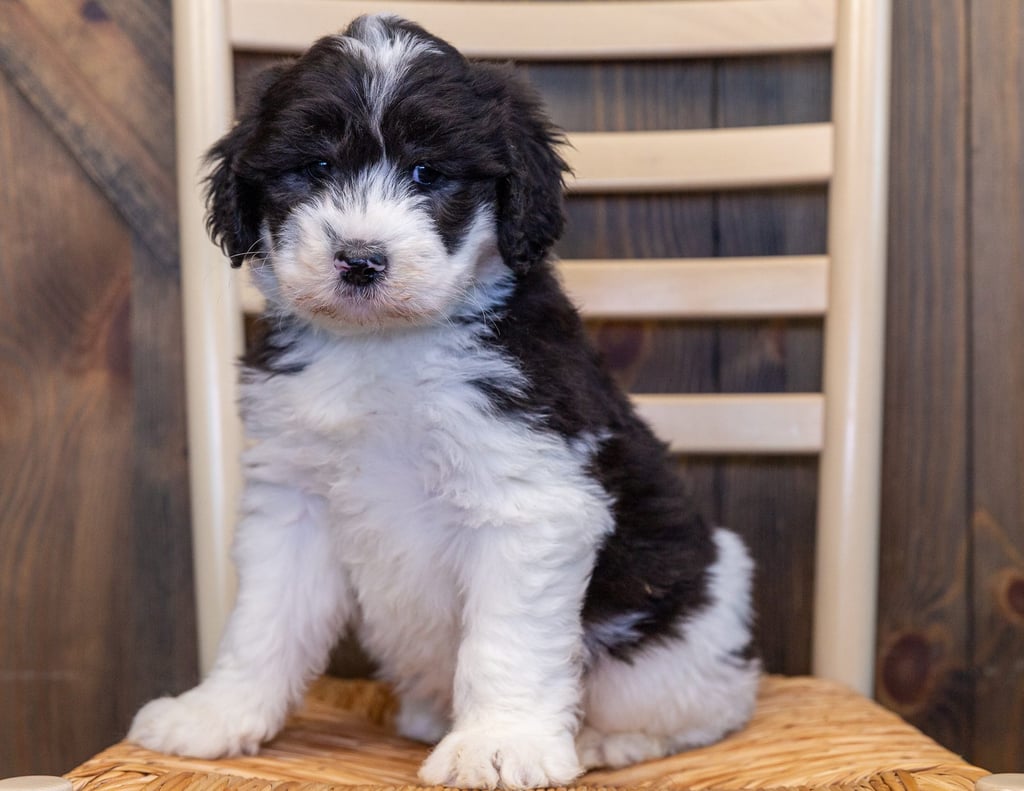 Mac is an F1 Sheepadoodle that should have  and is currently living in Iowa