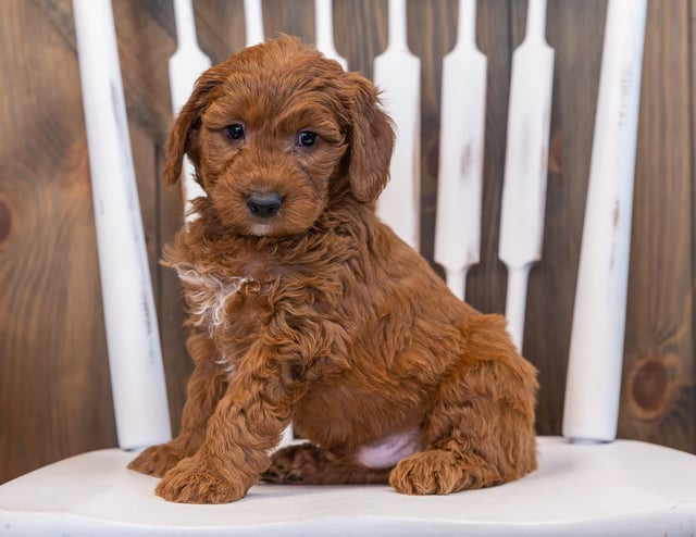 Sarge is an F1 Goldendoodle that should have  and is currently living in Texas