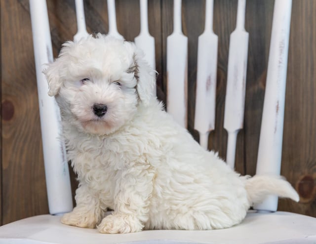 Lucky is an F1BB Sheepadoodle that should have  and is currently living in Illinois