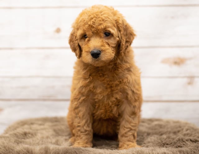 A picture of a Olena, one of our Mini Goldendoodles puppies that went to their home in Iowa