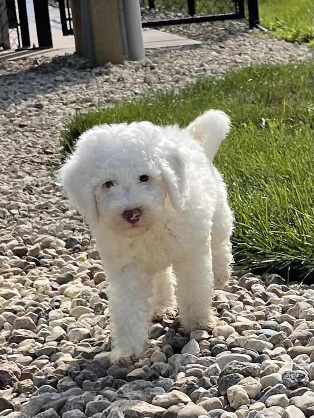 This litter of Goldendoodles are of the F1BB generation.