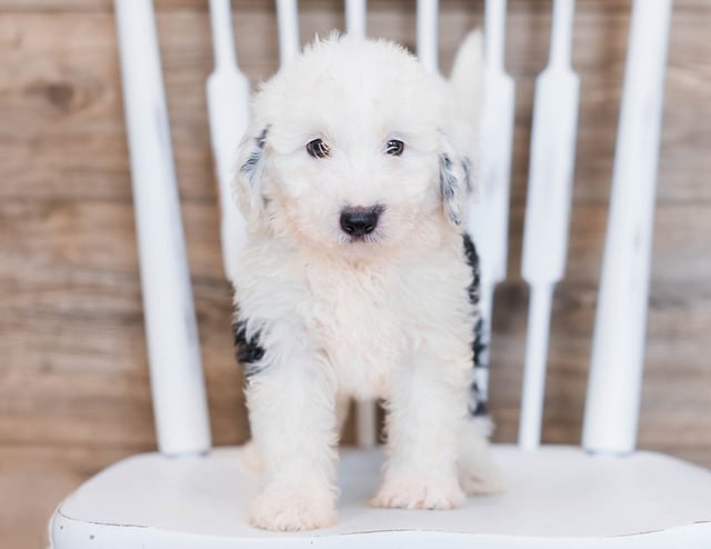 Candy is an F1 Sheepadoodle that should have  and is currently living in South Dakota