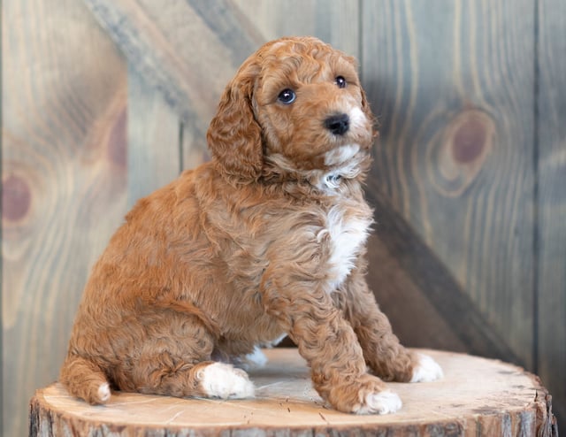 Another pic of our recent Goldendoodle litter