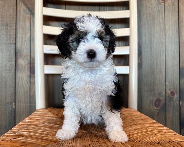 Gorgeous Petite Bernedoodles available for sale!