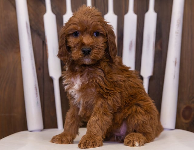 Kaya is an F1 Irish Doodle that should have  and is currently living in Iowa