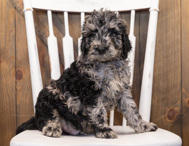 A picture of a Ollie, one of our  Goldendoodles puppies that went to their home in Wisconsin