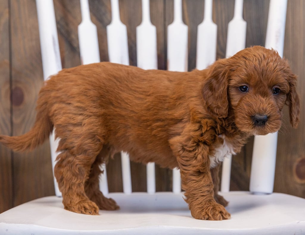 A picture of a Stewie, one of our Mini Goldendoodles puppies that went to their home in Iowa