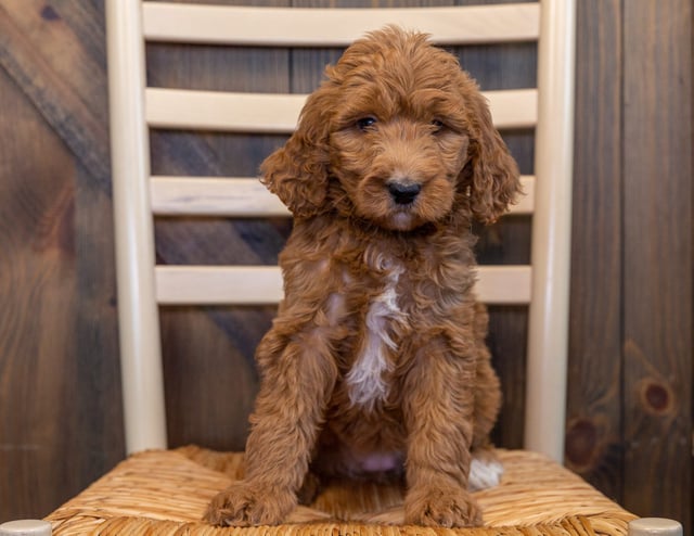 Luna came from Berkeley and Scout's litter of F1B Goldendoodles