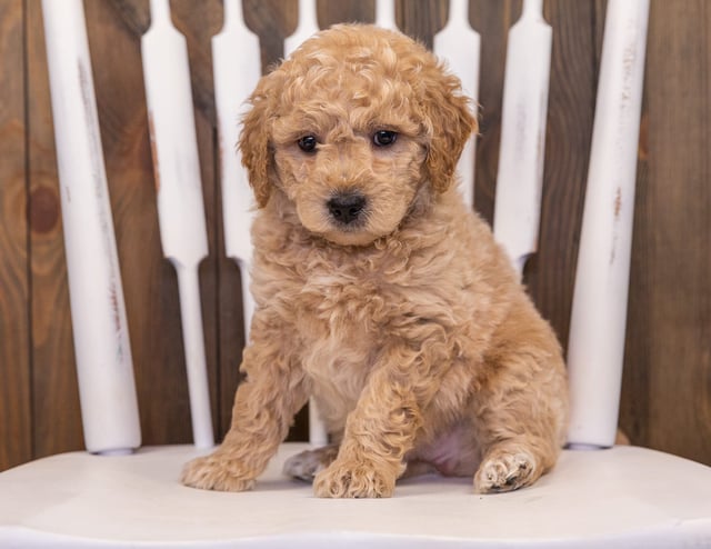 Rango is an F1 Goldendoodle that should have  and is currently living in California
