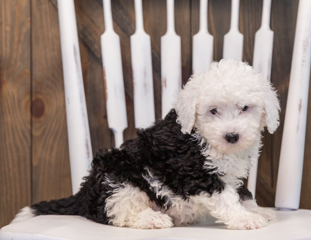 A picture of a Tully, one of our Mini Sheepadoodles puppies that went to their home in Michigan