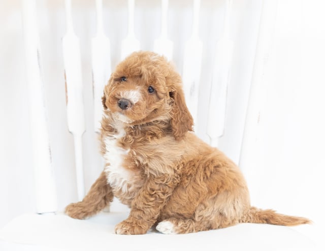Major came from Leia and Rugar's litter of F1B Goldendoodles