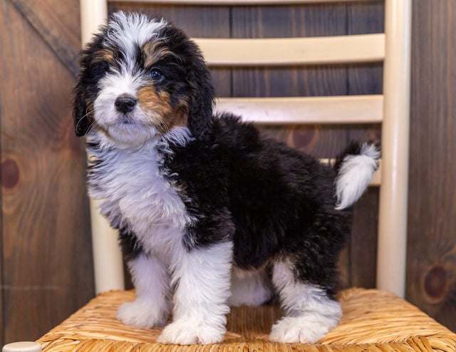 Xella is an F1 Bernedoodle that should have  and is currently living in Iowa