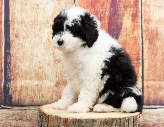 Ulla is an F1 Sheepadoodle that should have  and is currently living in Illinois