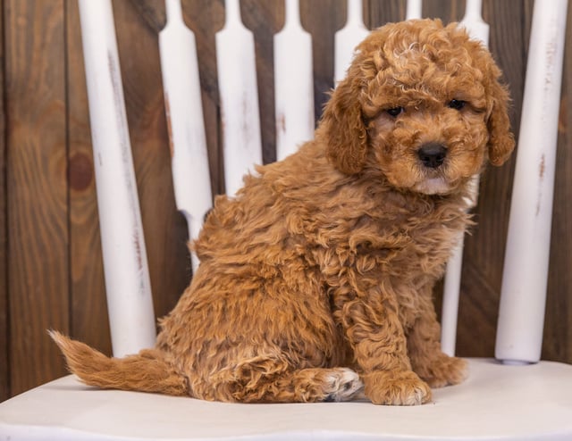 A picture of a Rollo, one of our Mini Goldendoodles puppies that went to their home in California