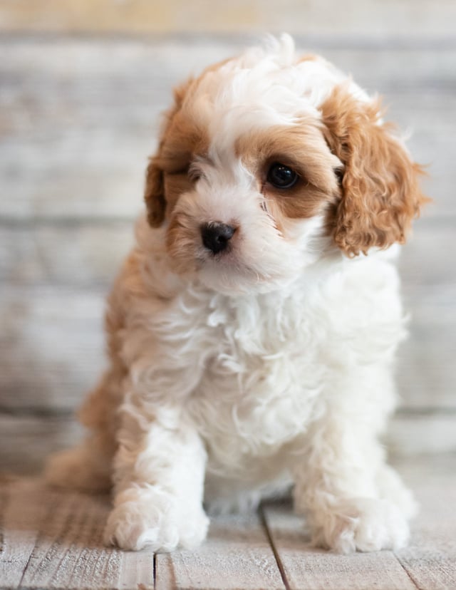 Jig is an F1 Cavapoo that should have  and is currently living in South Dakota
