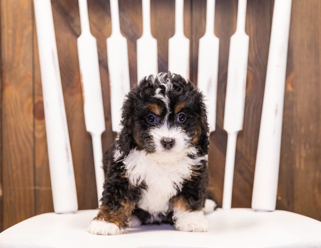 India came from Della and Stanley's litter of F1 Bernedoodles