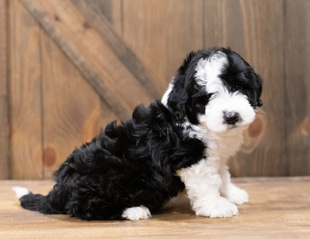 A picture of a Derik, one of our Mini Sheepadoodles puppies that went to their home in New York