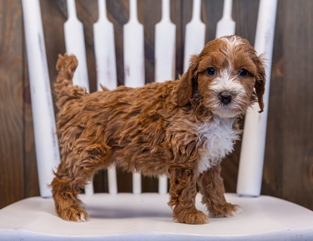 A picture of a Velvet, one of our Mini Irish Doodles puppies that went to their home in South Dakota