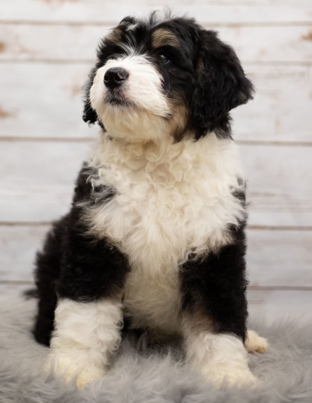 A picture of a Ice, one of our Standard Bernedoodles puppies that went to their home in Nebraska