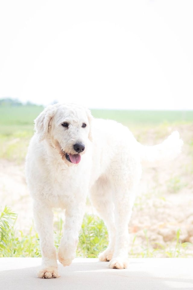 A picture of one of our Goldendoodle mother's, Maci.