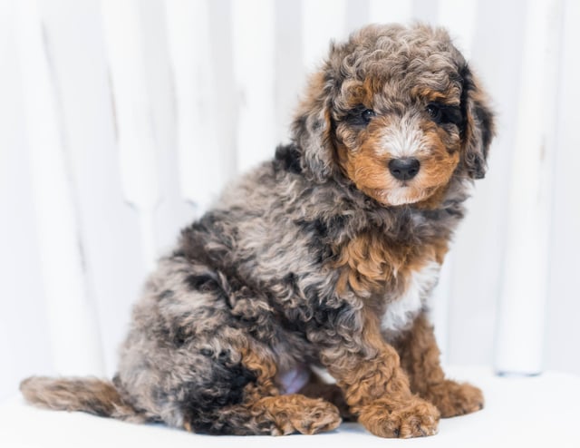 A litter of Petite Bernedoodles raised in Iowa by Poodles 2 Doodles