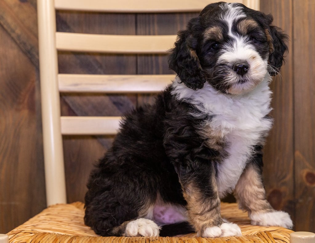 Gus is an F1B Sheepadoodle that should have  and is currently living in Iowa
