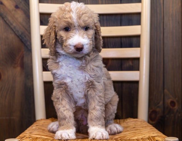 Yolo came from Maci and Scout's litter of F1B Goldendoodles