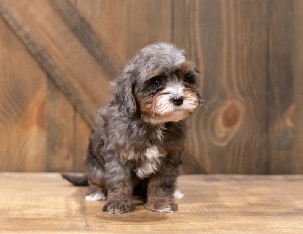 Chloe is an F1B Cavapoo that should have  and is currently living in Arizona