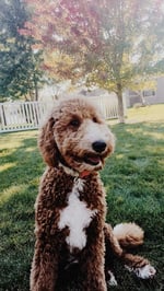 Red and white parti F1 goldendoodle