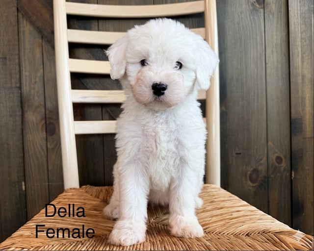 A picture of a Della, a gorgeous Mini Sheepadoodles for sale