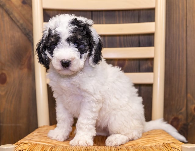 Gracie Ann came from Gabby and Leo's litter of F1B Sheepadoodles