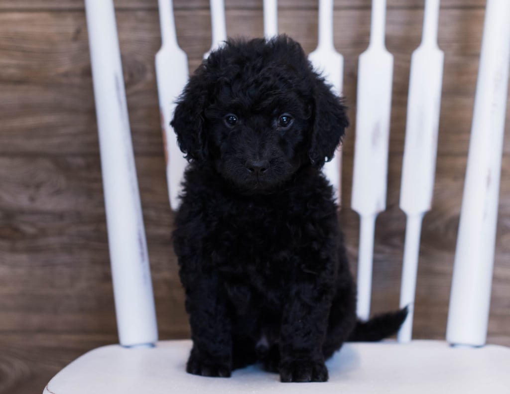 A picture of a Vlad, one of our Mini Goldendoodles puppies that went to their home in Iowa