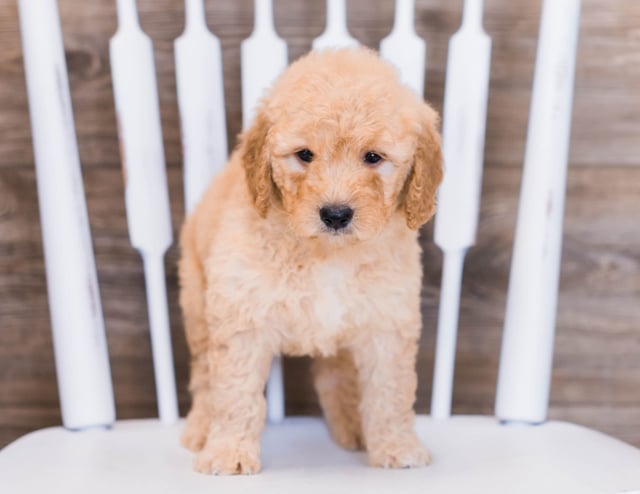 A picture of a Venus, one of our Mini Goldendoodles puppies that went to their home in Minnesota