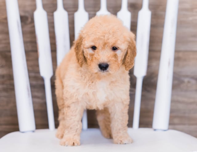 Another pic of our recent Goldendoodle litter