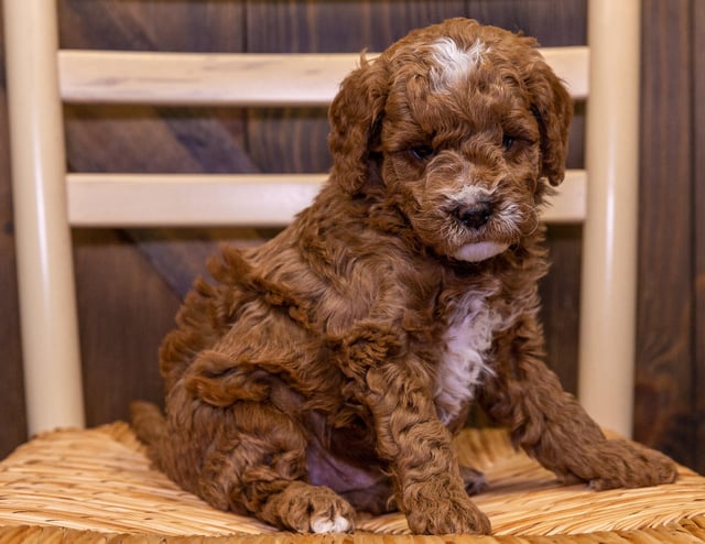 A picture of a Benji, one of our Mini Goldendoodles puppies that went to their home in Wisconsin