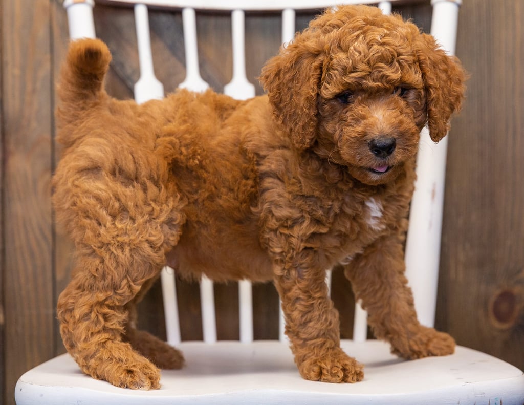 A picture of a Levy, one of our  Goldendoodles puppies that went to their home in New Jersey