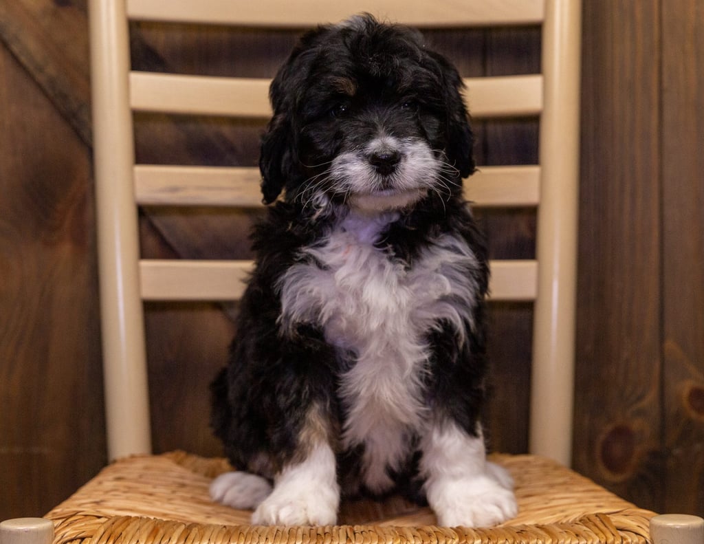 Yani is an F1 Bernedoodle that should have  and is currently living in Minnesota