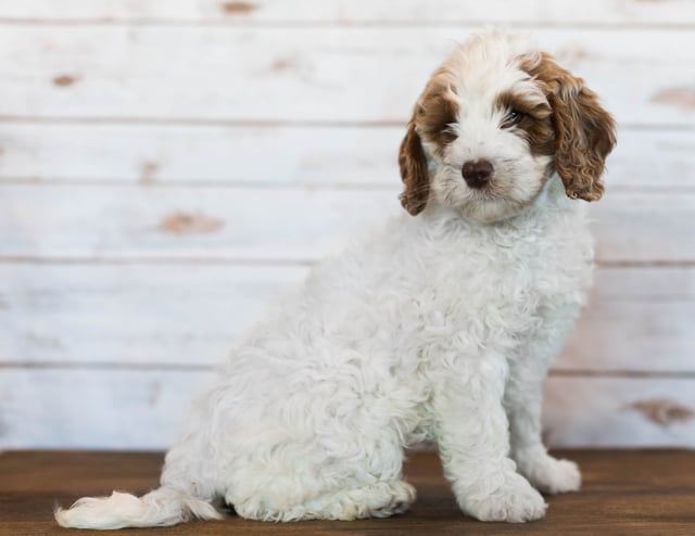 A picture of a Isabel, one of our Mini Goldendoodles puppies that went to their home in Tennessee